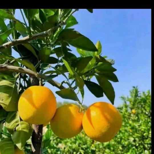 ͏ ͏͏͏͏ ͏͏͏͏ ͏͏～ 苏哈