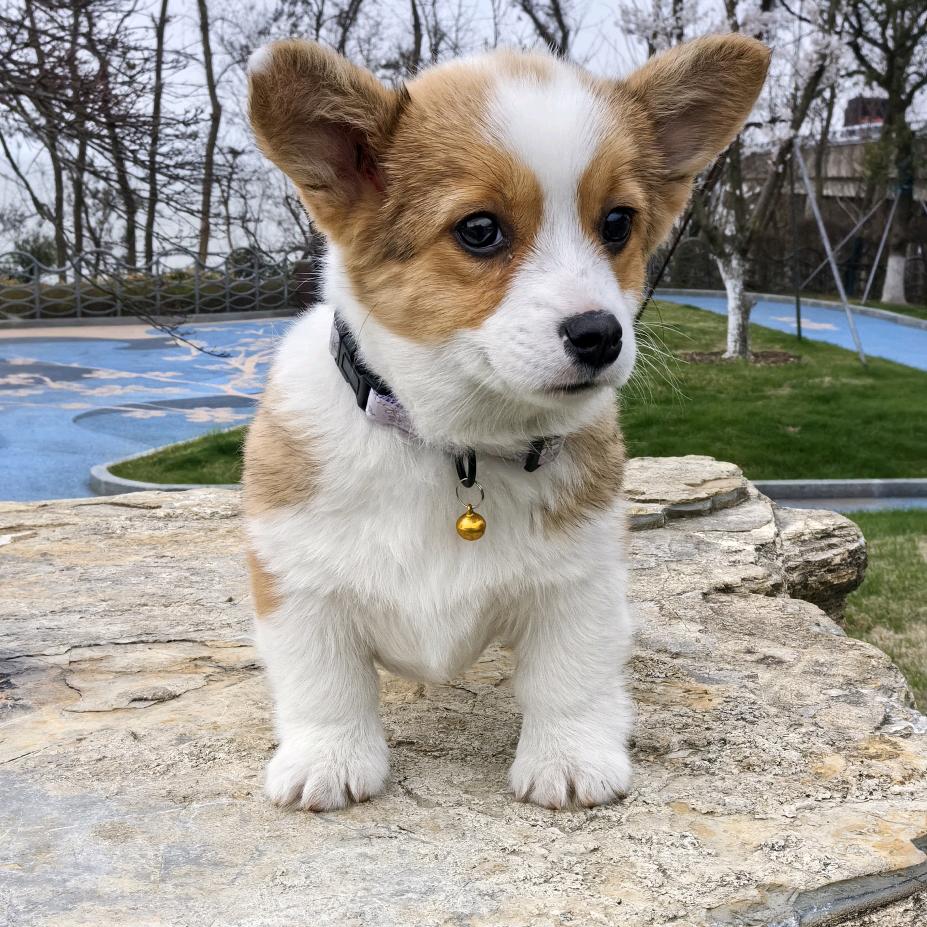 全国长途代驾包车业务