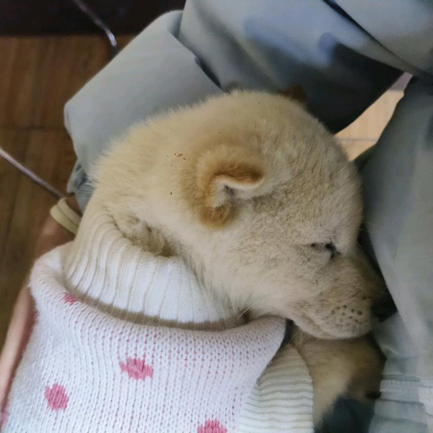 和平小金(直播号)