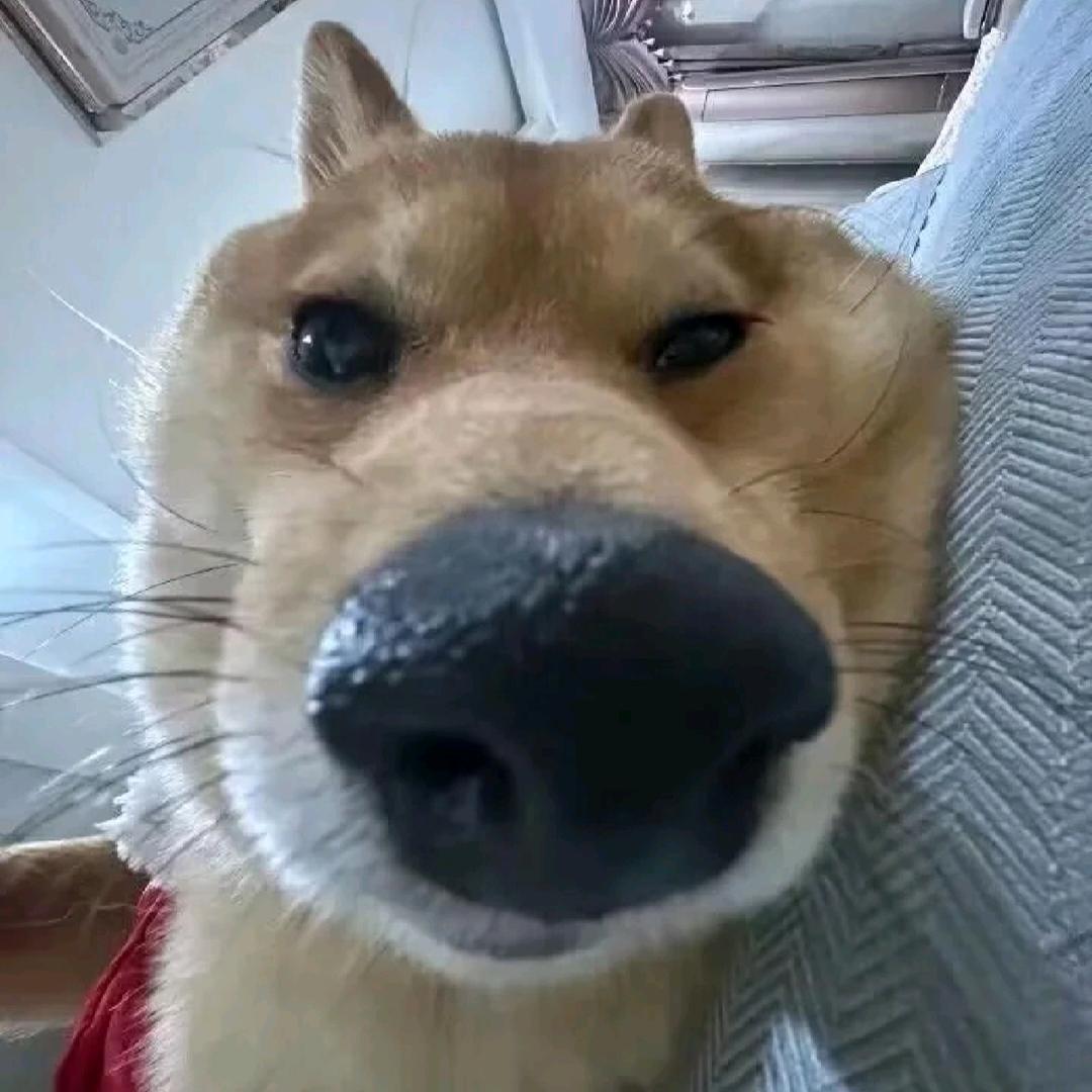 牛马打工人