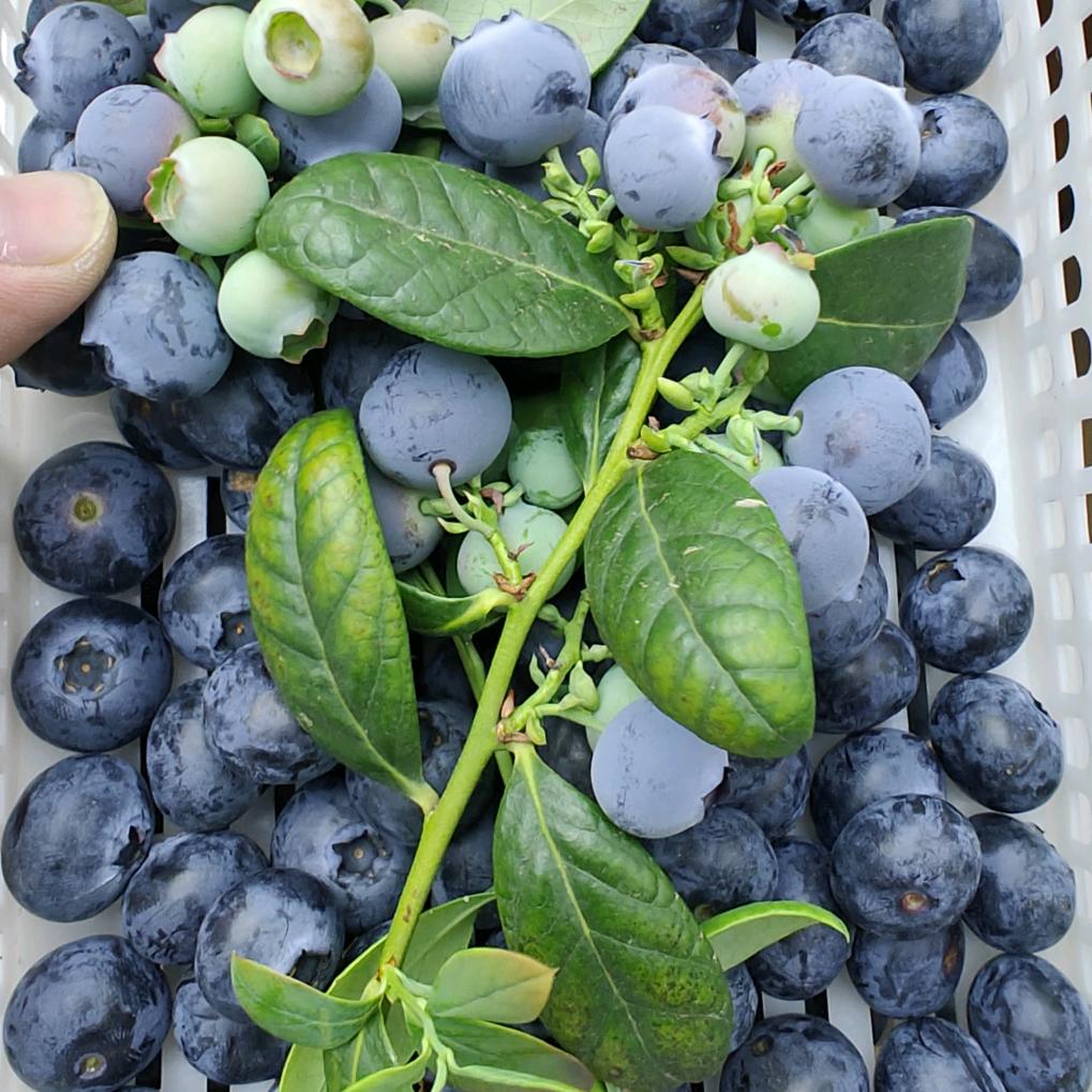 鲜禾蓝莓采摘园