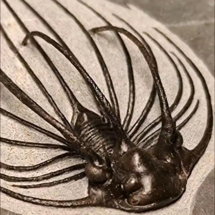 古生物化石摆件