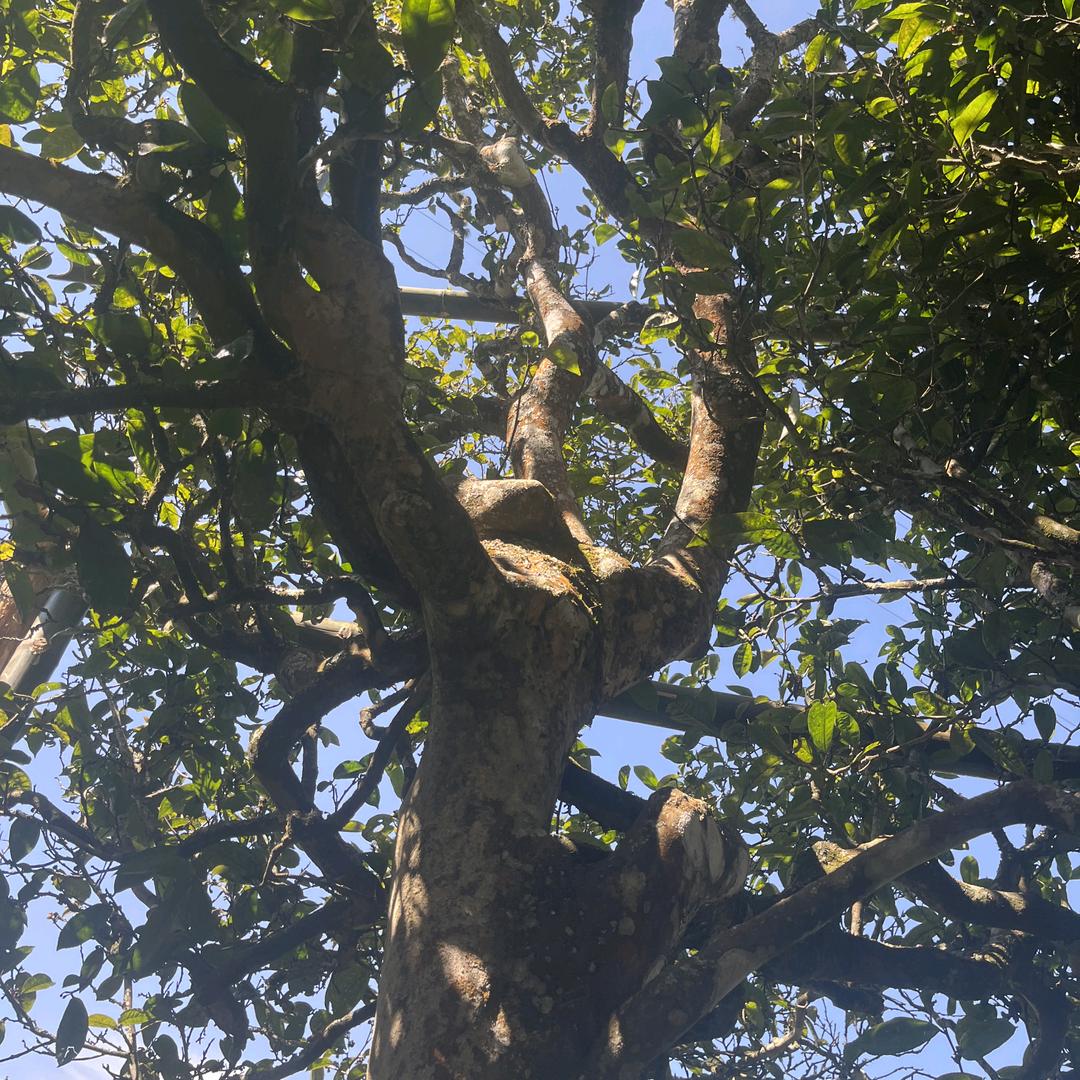 迷帝高杆茶