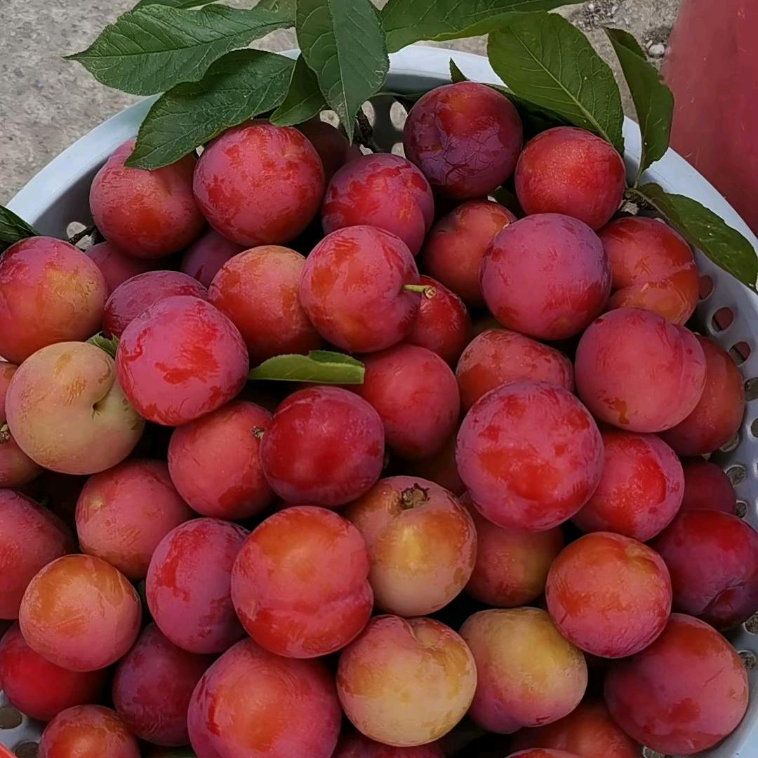 小辣椒