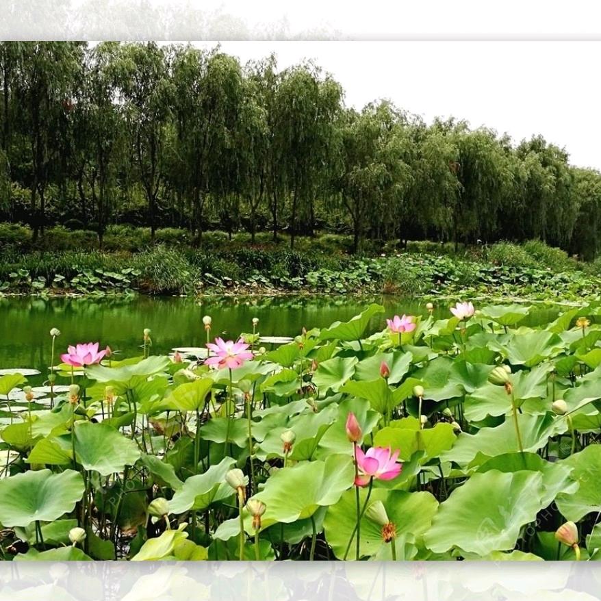 菩然🌿