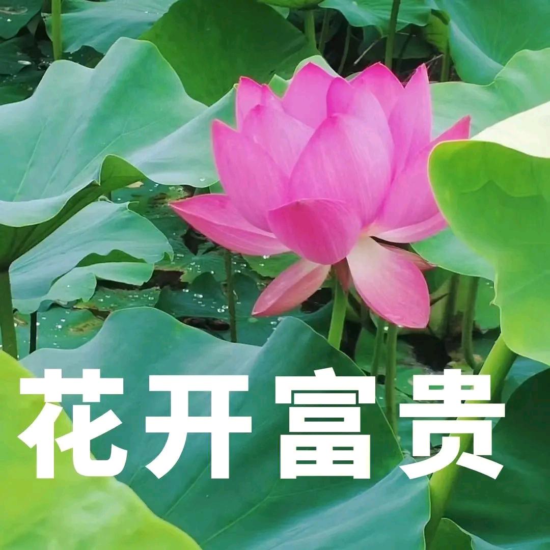 🌹花开富贵🌹