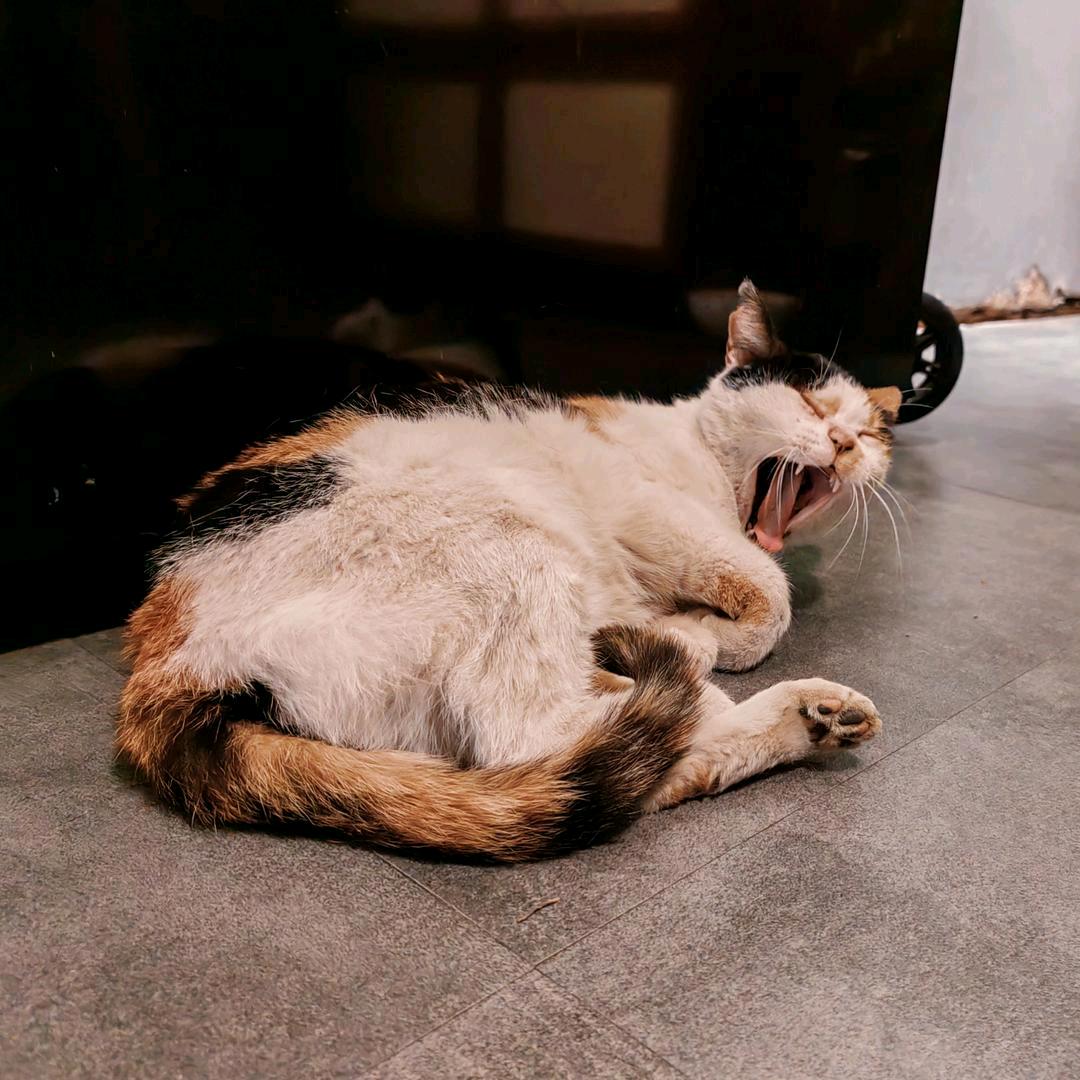 那咋办嘛