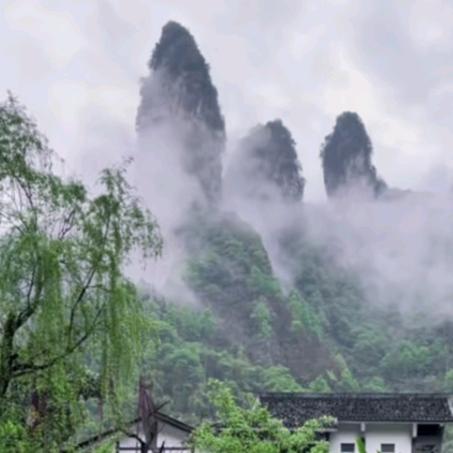 雪莲莲