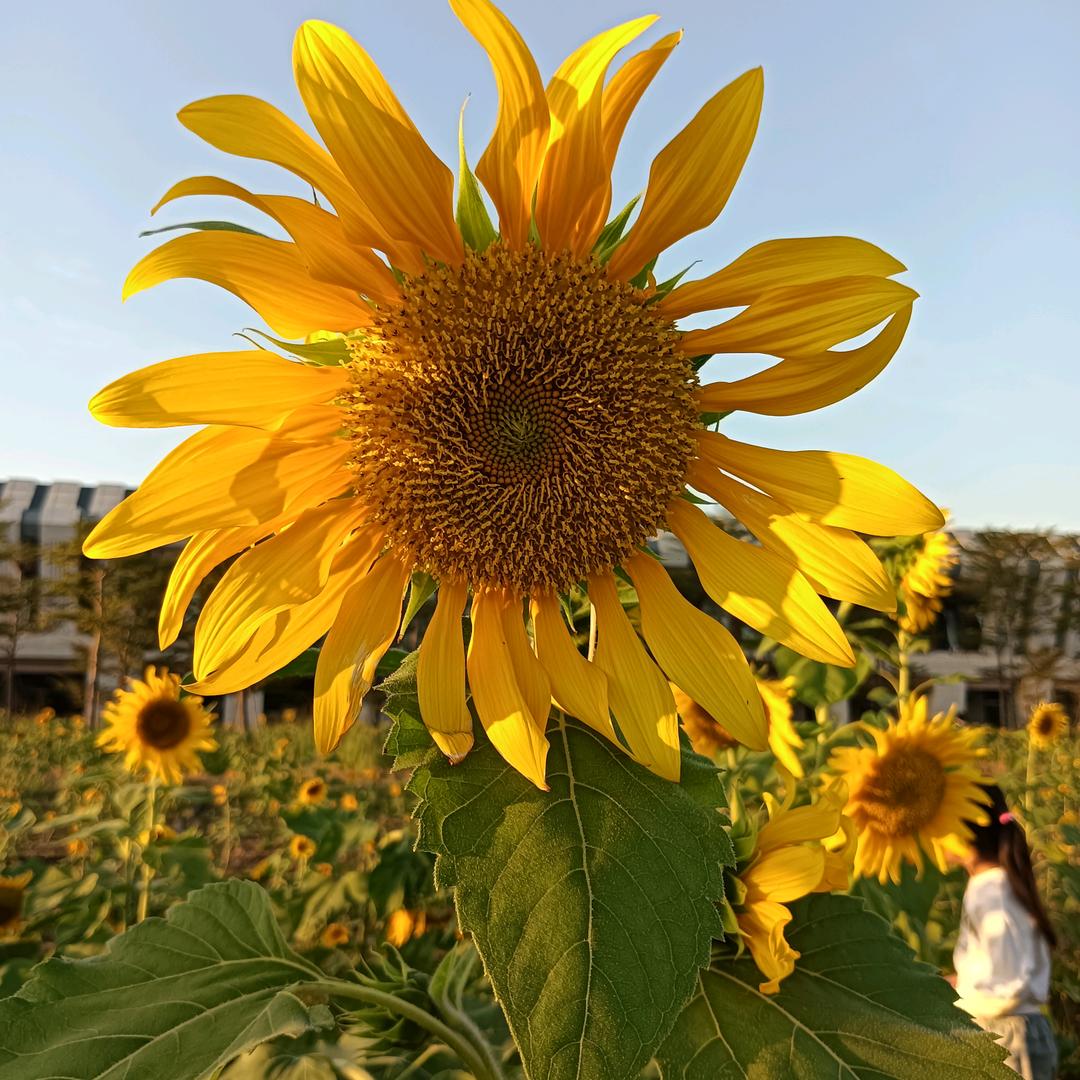 校校