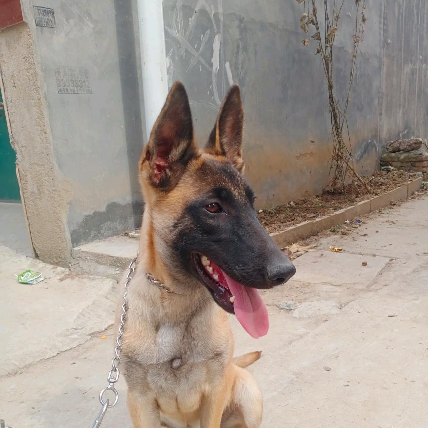 豪哥爱训犬