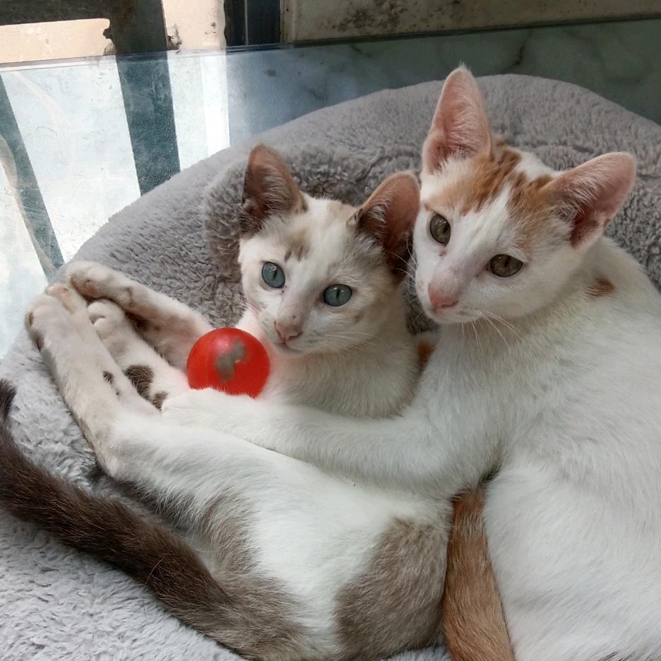 喂狗喂猫的日常