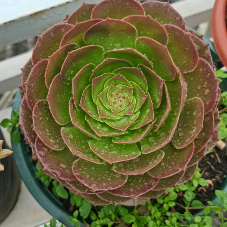 零下四十度