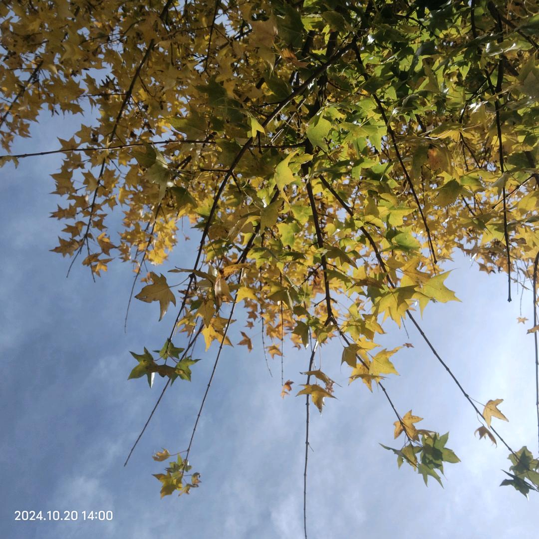 ˚𑁍ࠬܓ˚鹅🌸꧀ᩚ࿐