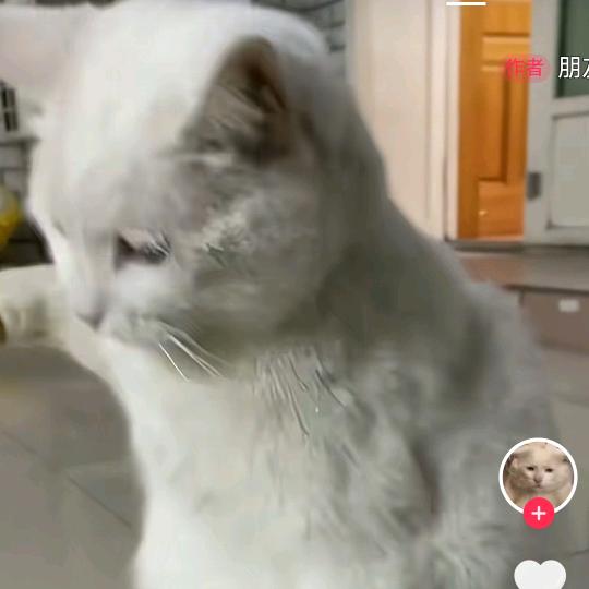 青花汾酒(裕华光合花园店)青花朵跺跺朵朵跺朵直播号