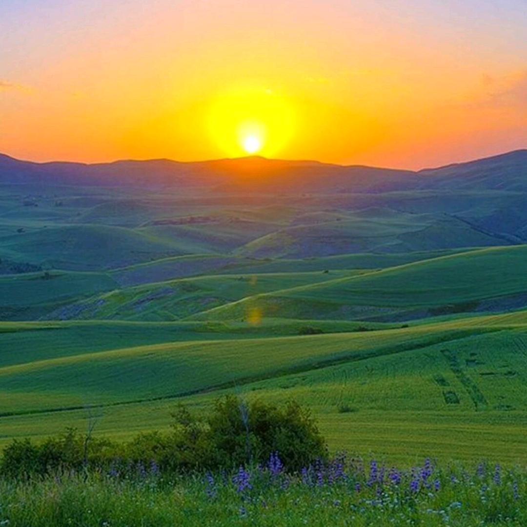 希望的田野
