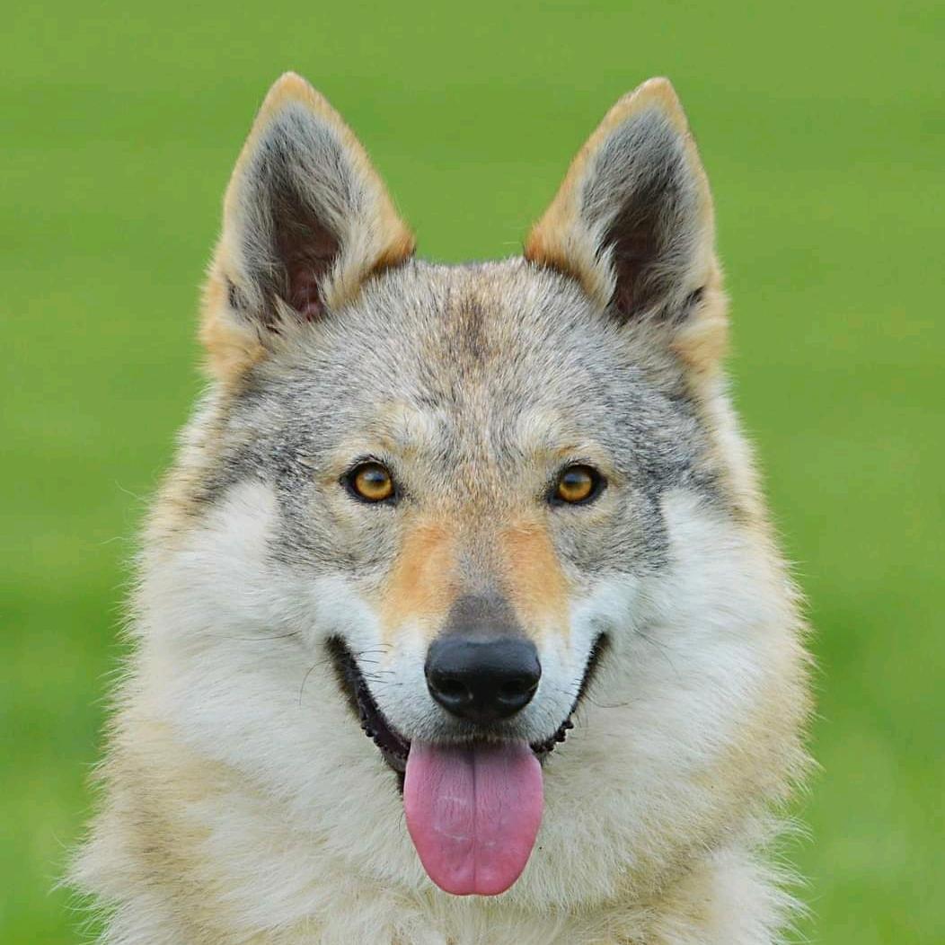 【怪叔叔】捷克狼犬