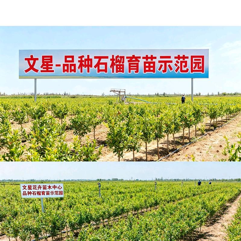 文星果树苗木专营店