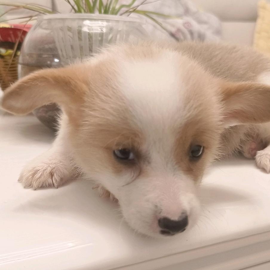 有尾巴的柯基崽崽