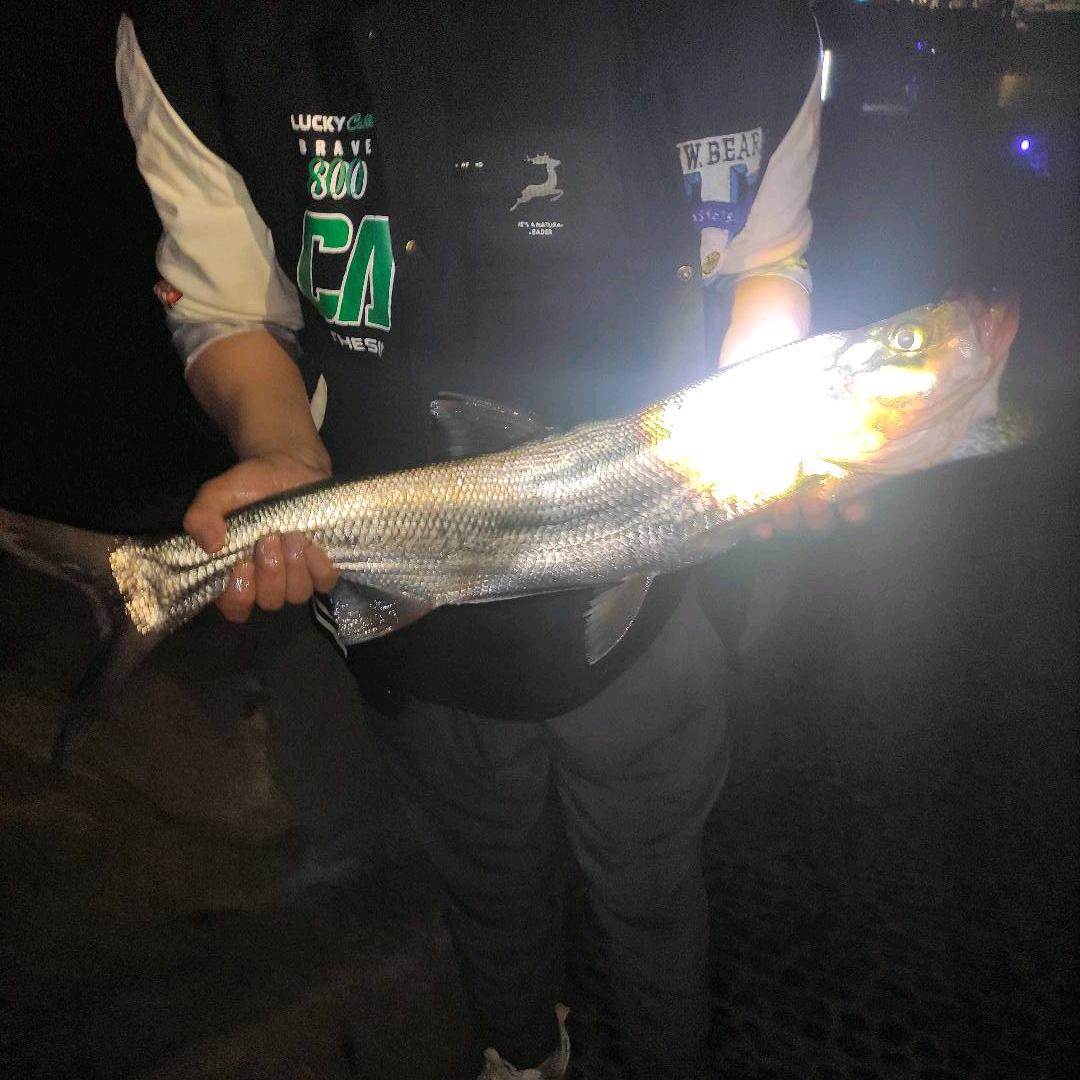 左左🎣