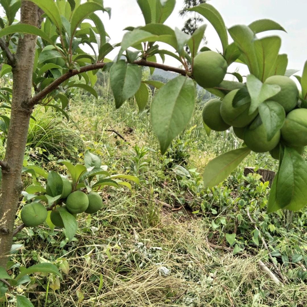 无言的结局