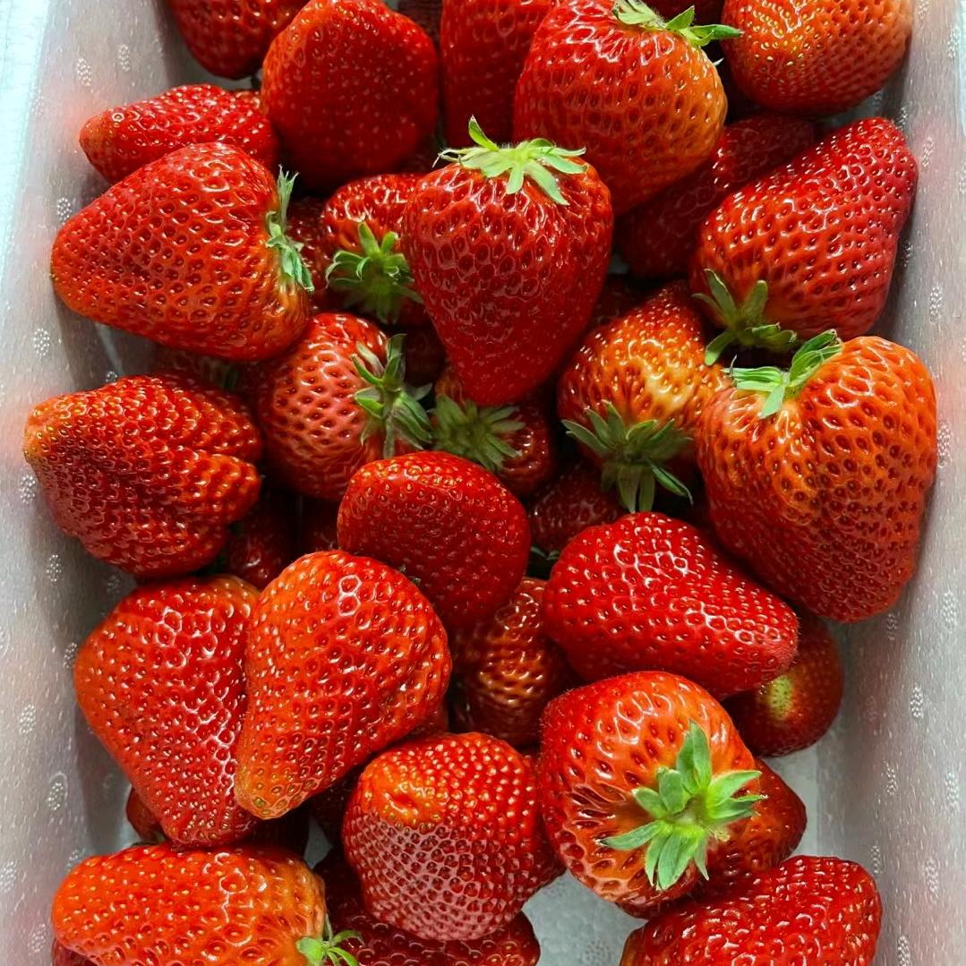 兴十四村春阳采摘园！