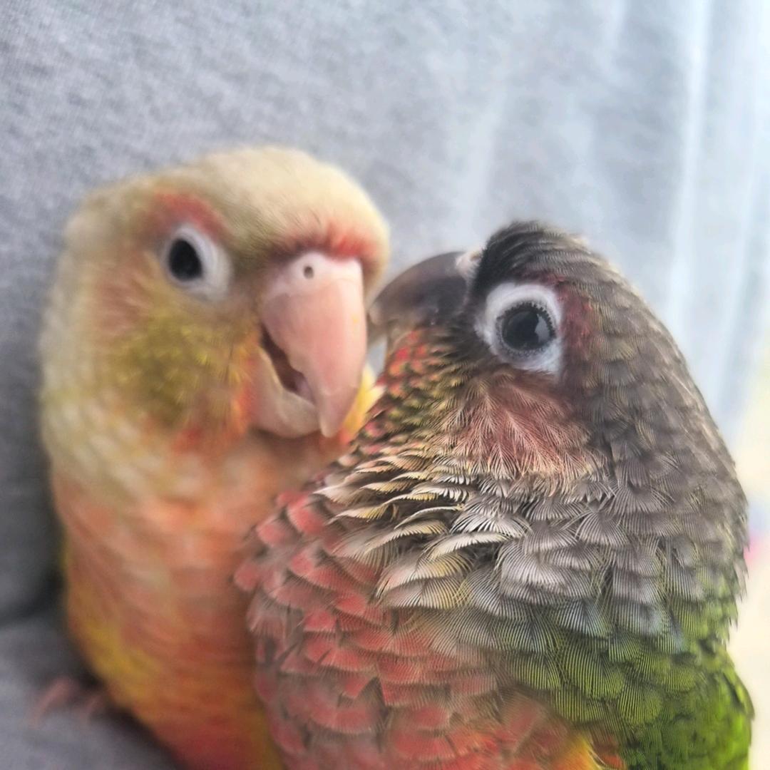 蒲籬三顺冯馨舖