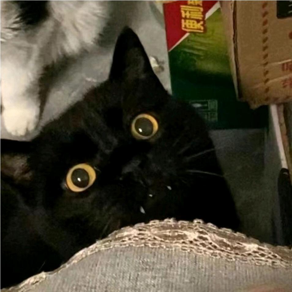 鹆