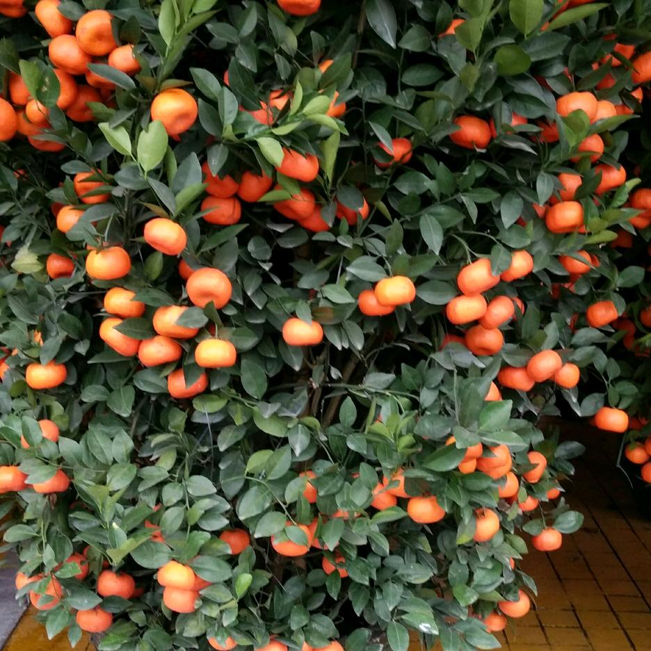 汉子