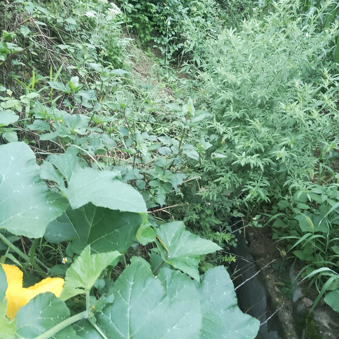 步步高升向前走