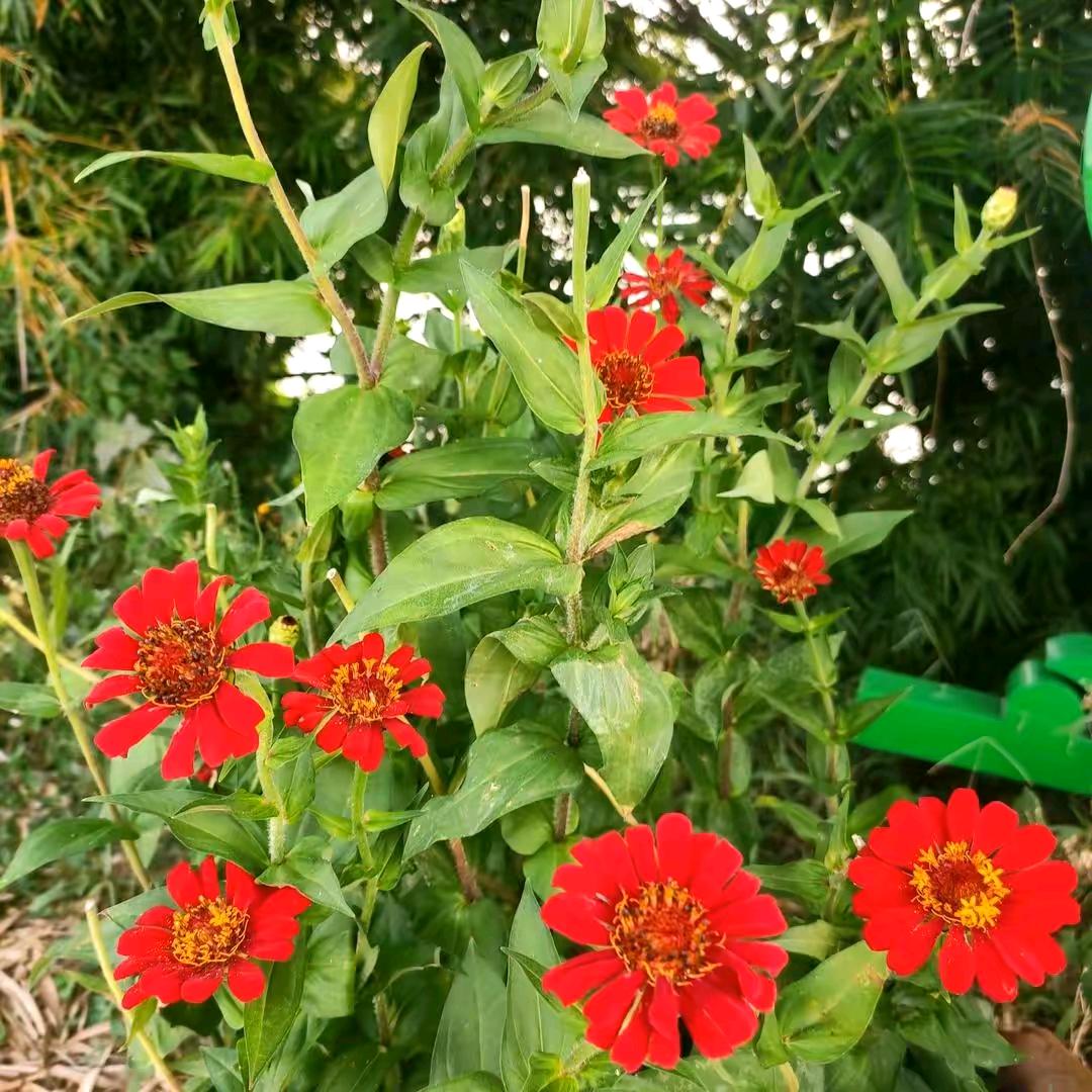 梦想开心❤️🌹🌹