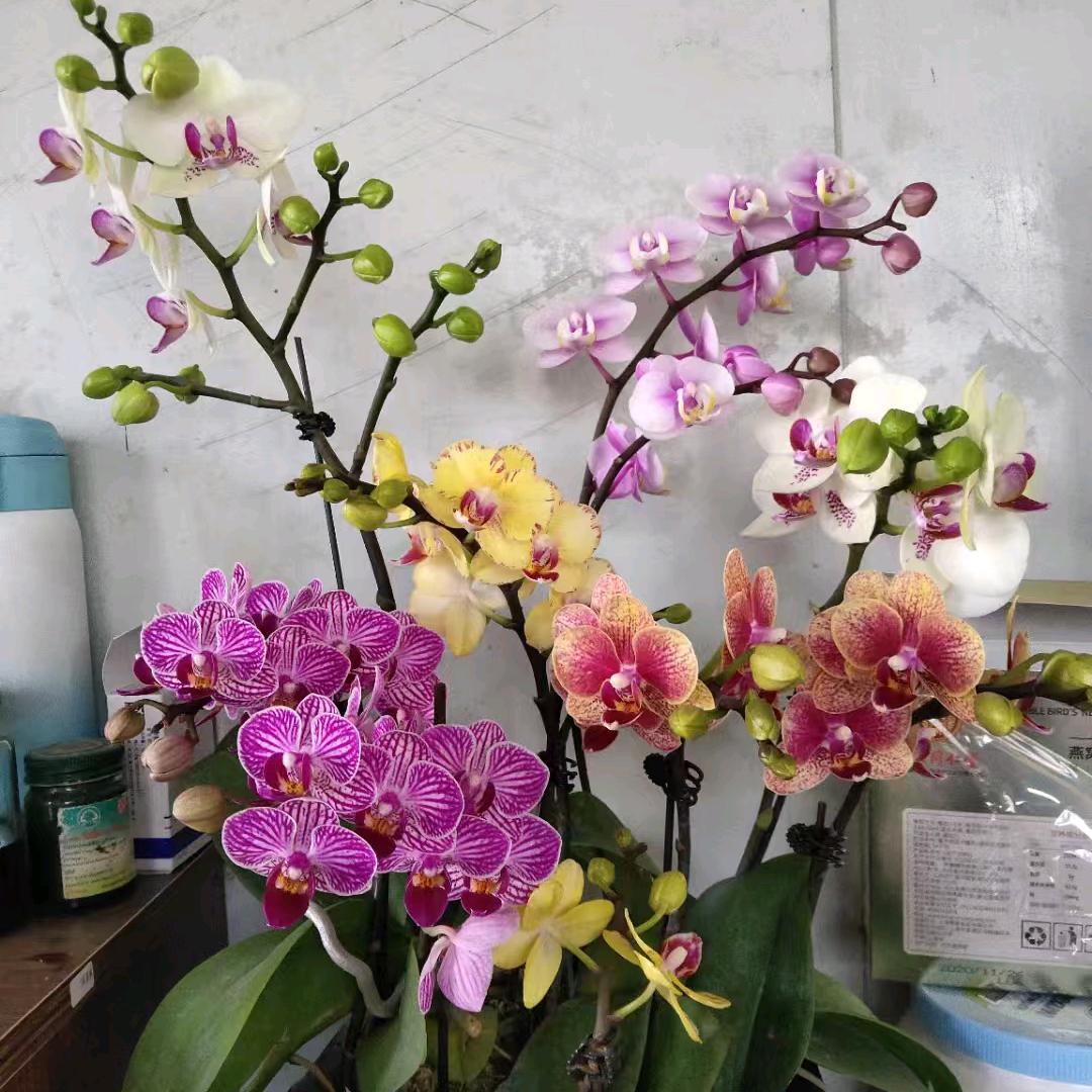 开心就好🌹🌹🌹