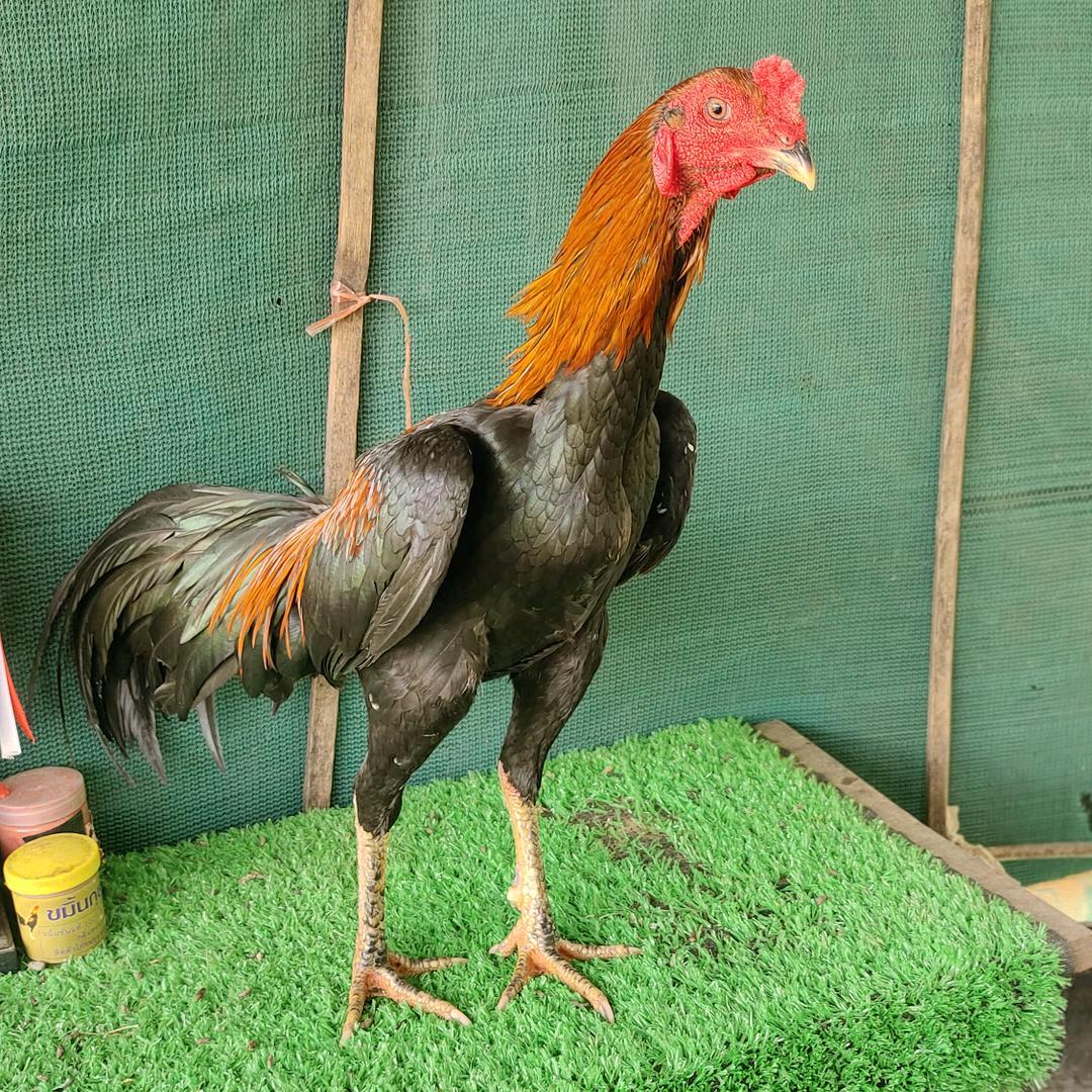 德宏遮放阿明🇲🇲斗鸡萌宠