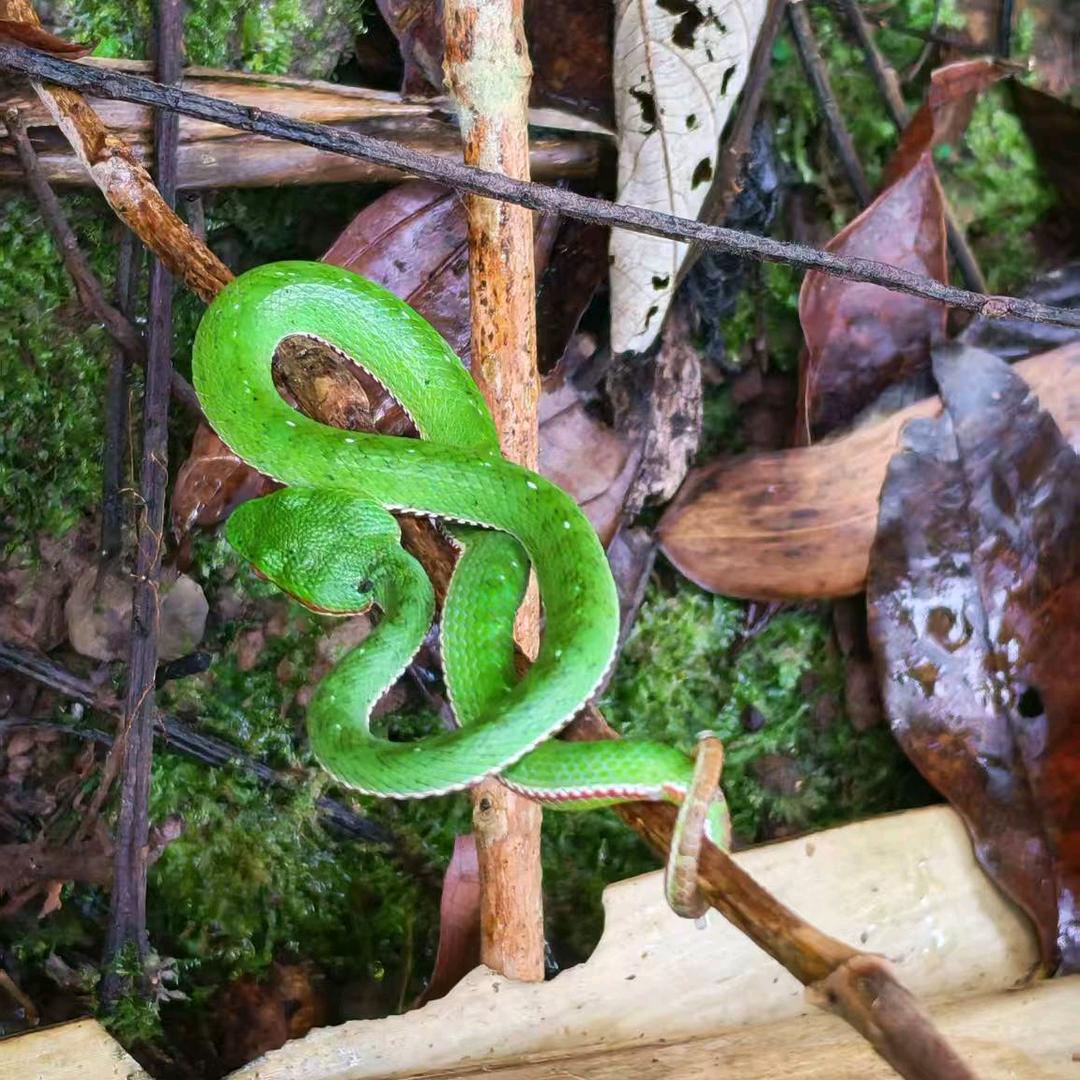 基诺山雨林徒步向导布杰
