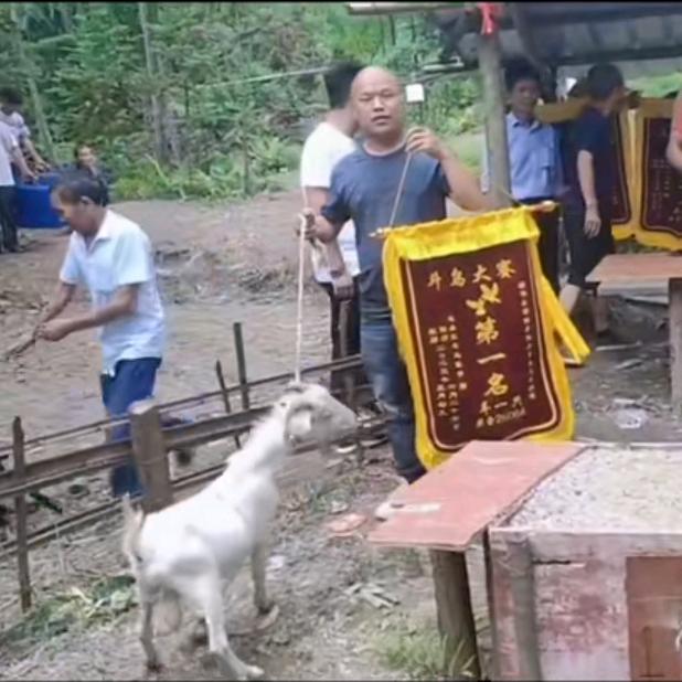贵州凯里红毛鸟食