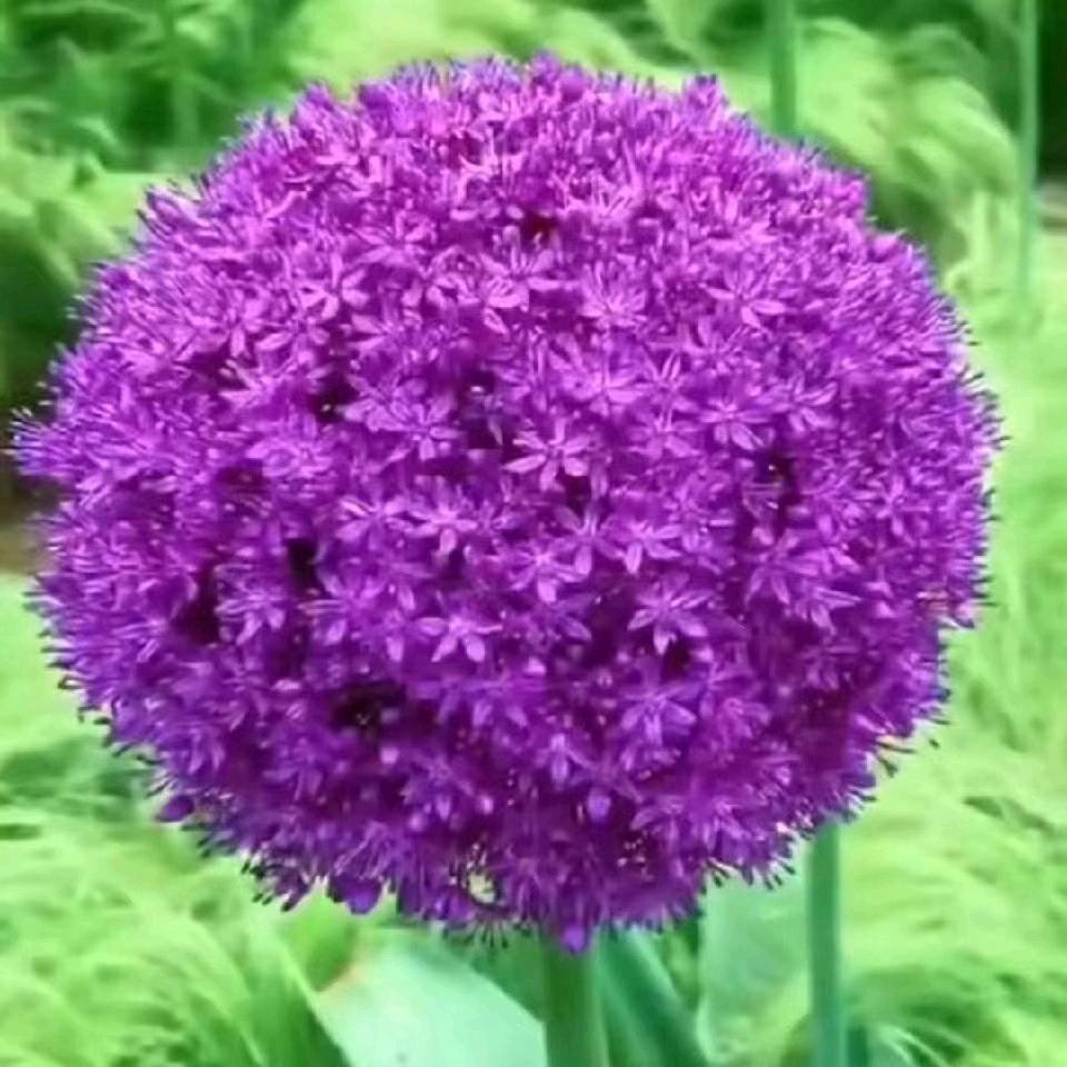 云朵棉花糖🤭💖
