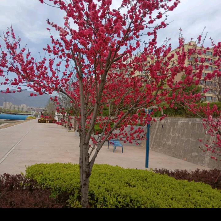 两袖清风19570824