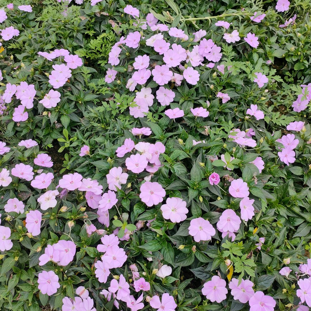 爱吃榴莲