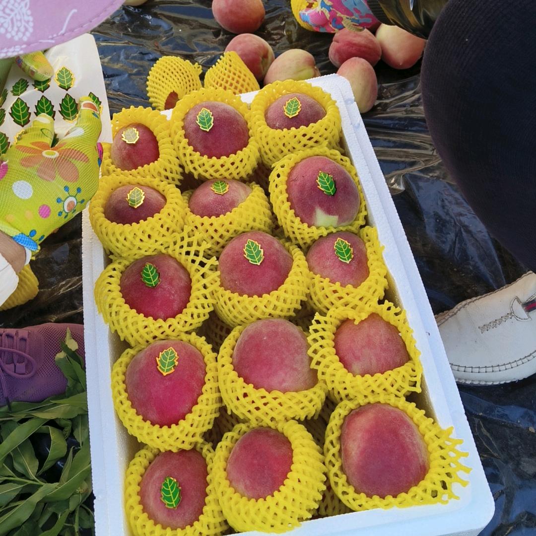 山东油桃供应链