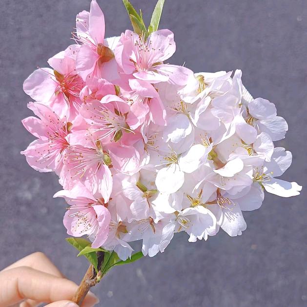 手心里的花花