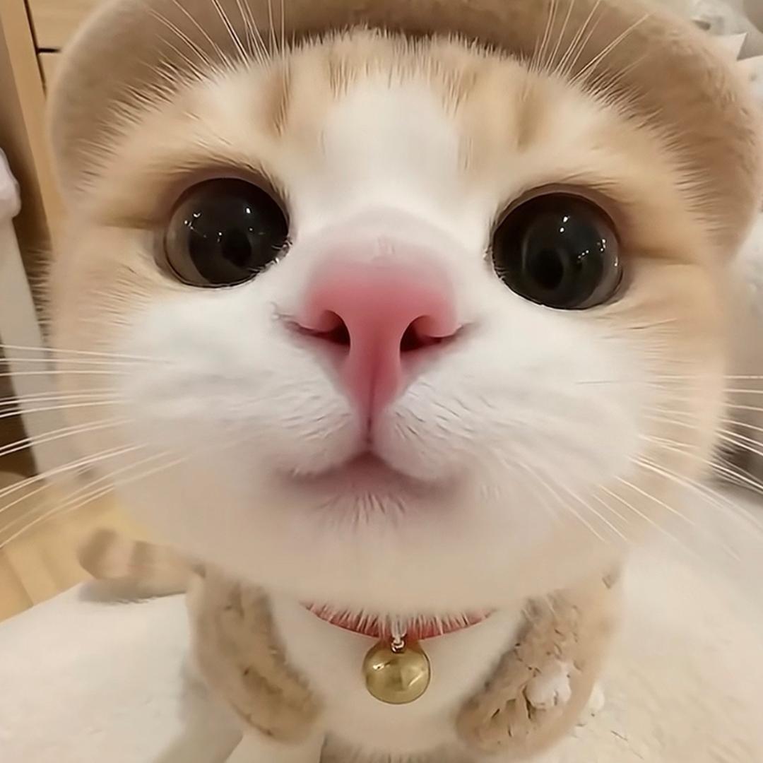 赵𝒵𝒽𝒶ℴ ᥫᩣ