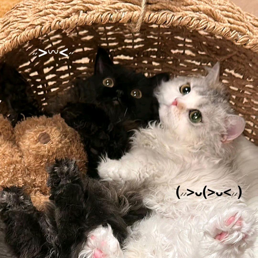 霧方ฅ(•- •マ