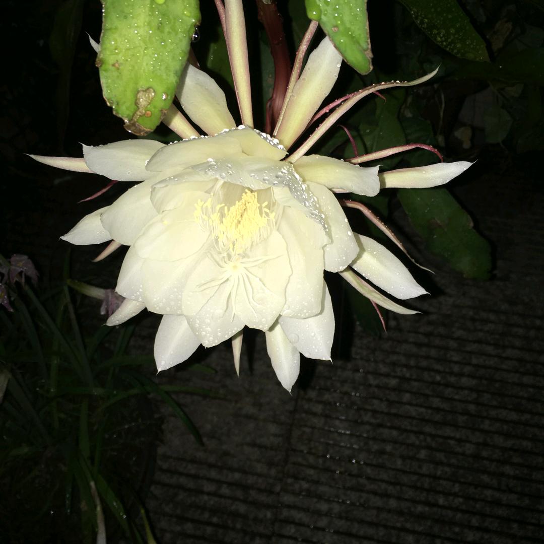 矿泉水