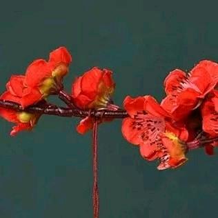 雷诺曼🧚‍♂️