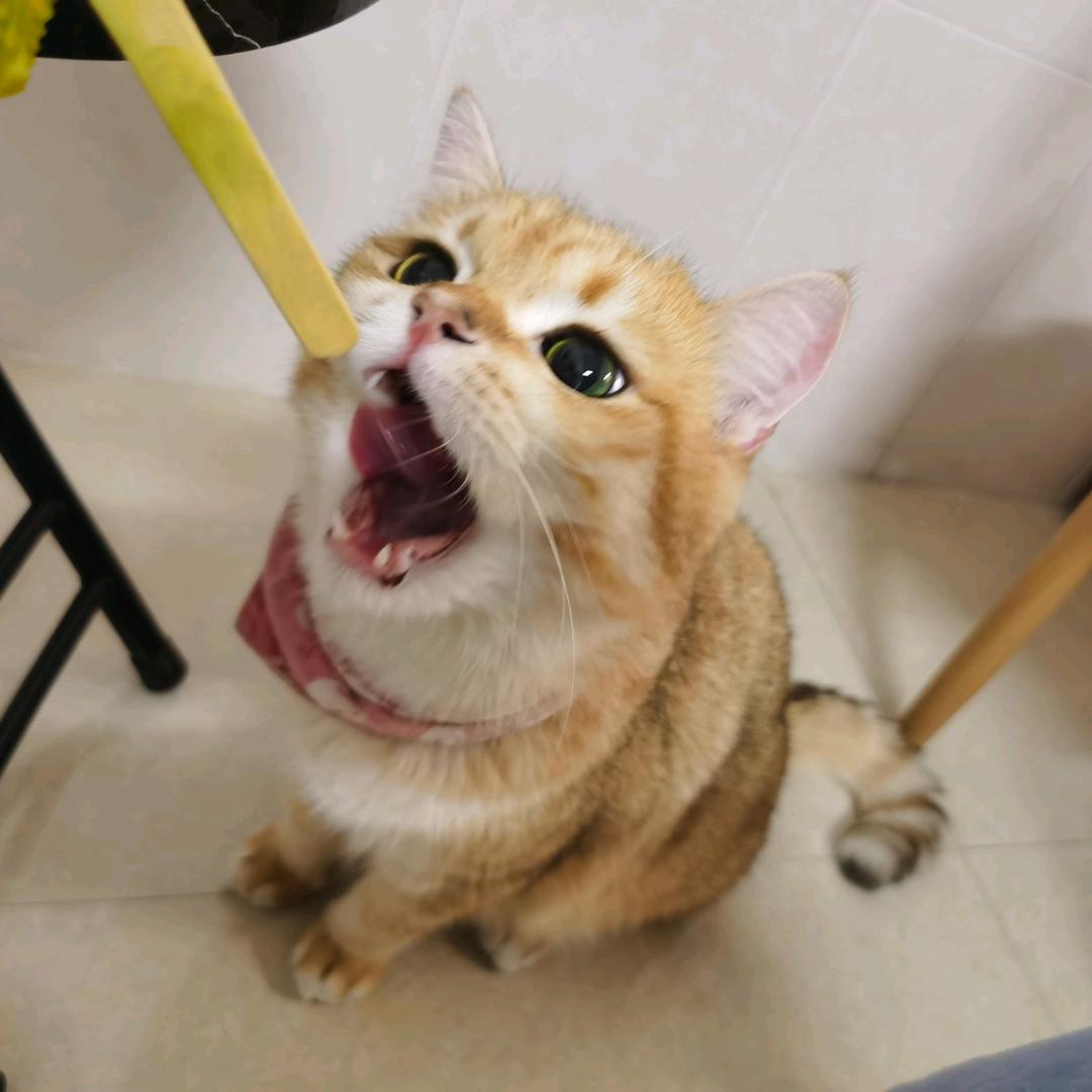 TT仔