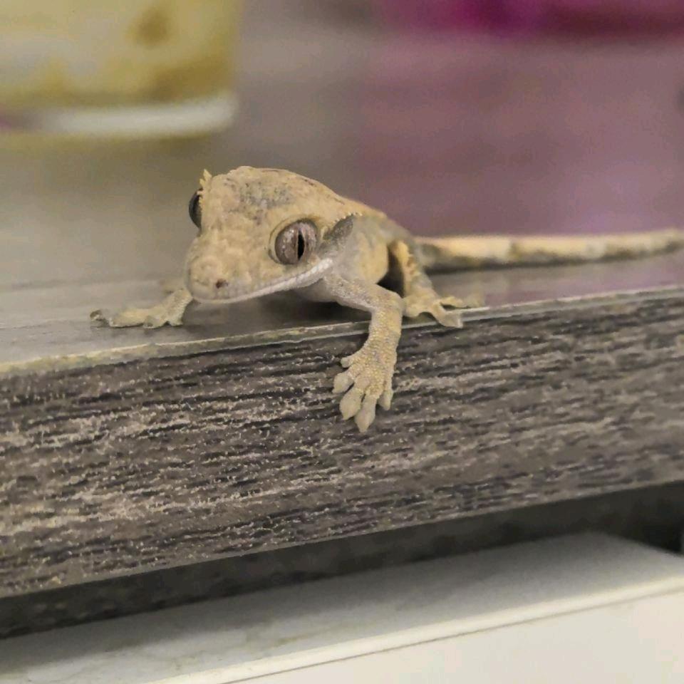 一杯热奶茶的等待