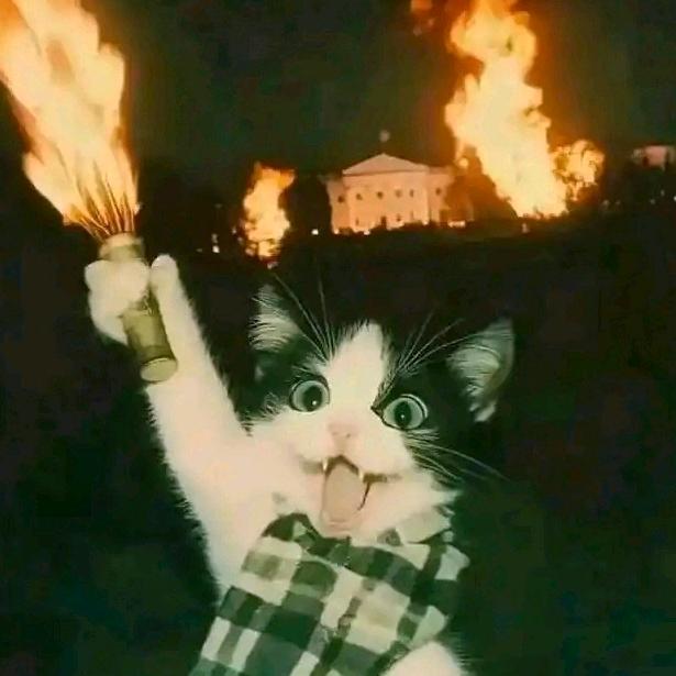 今天干啥