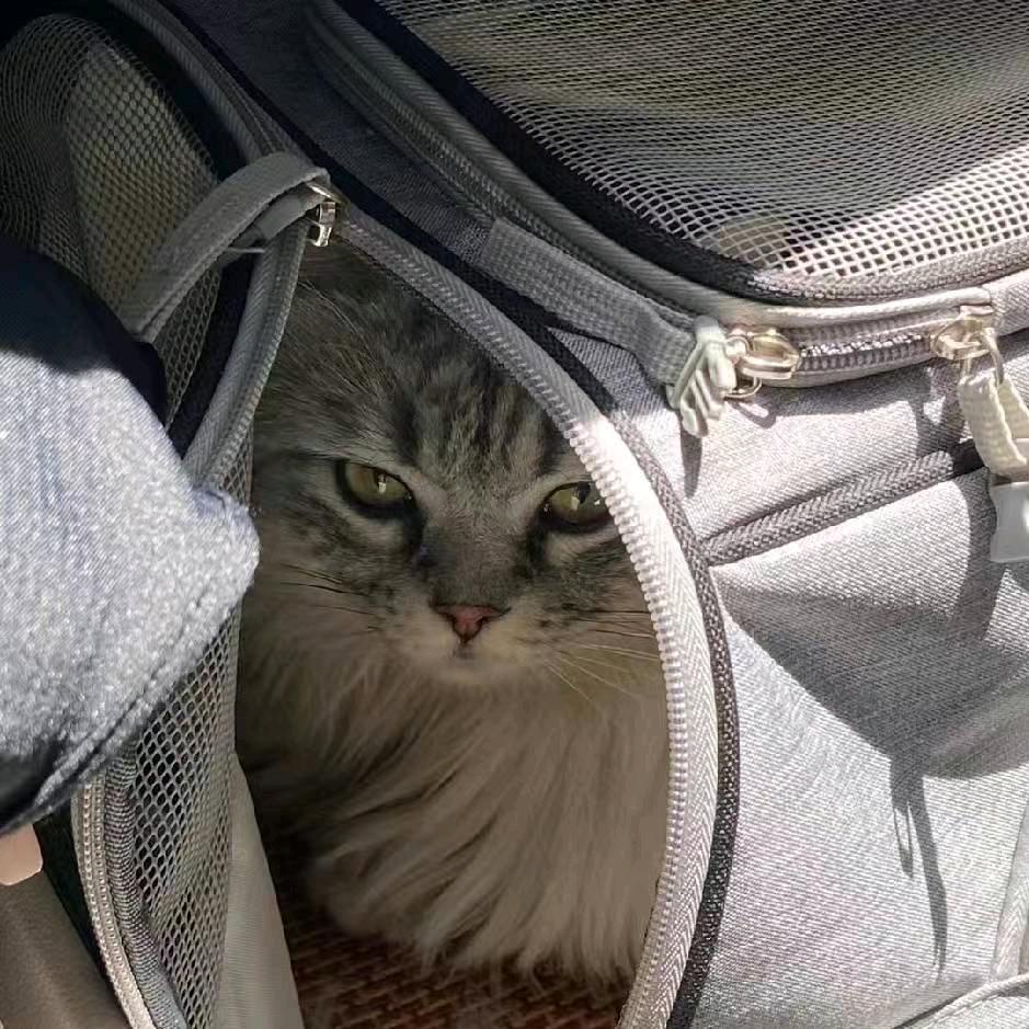 西比利亚大狼狗