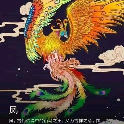 孔雀一哥