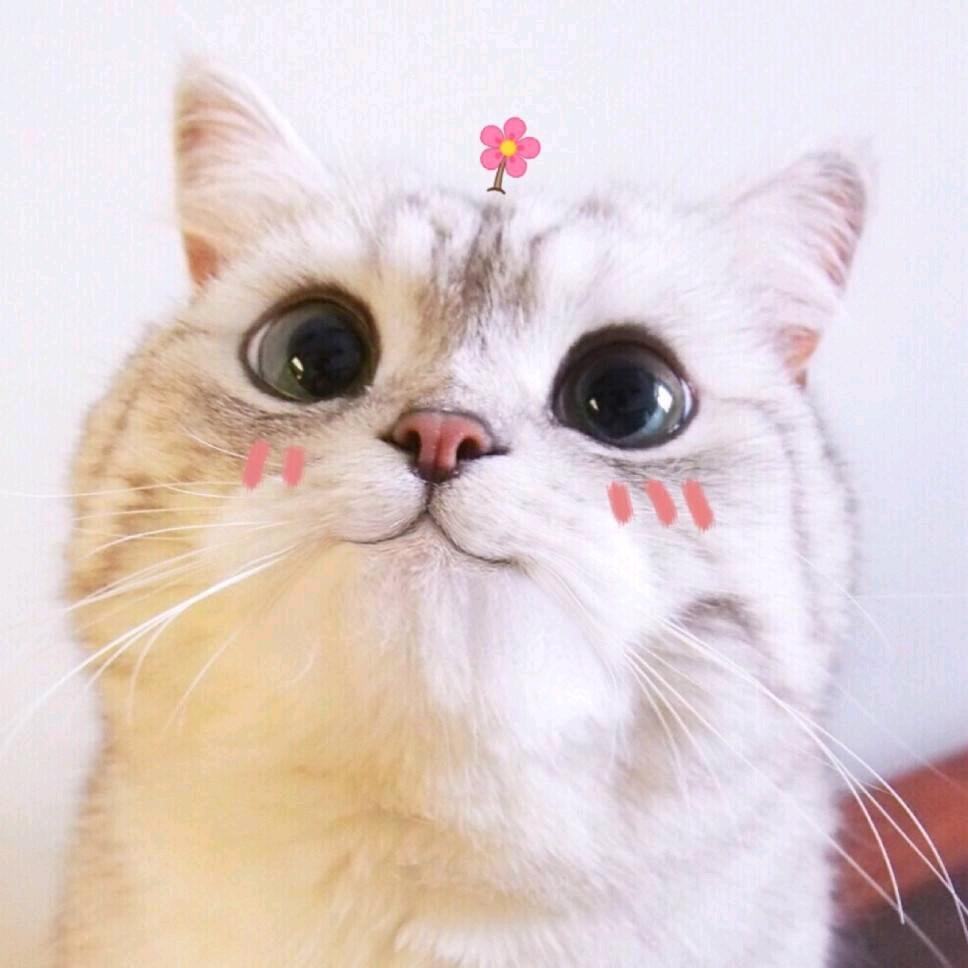 🌸 懒人