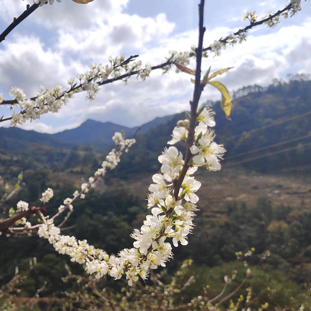 吹水王